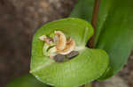 Common dayflower